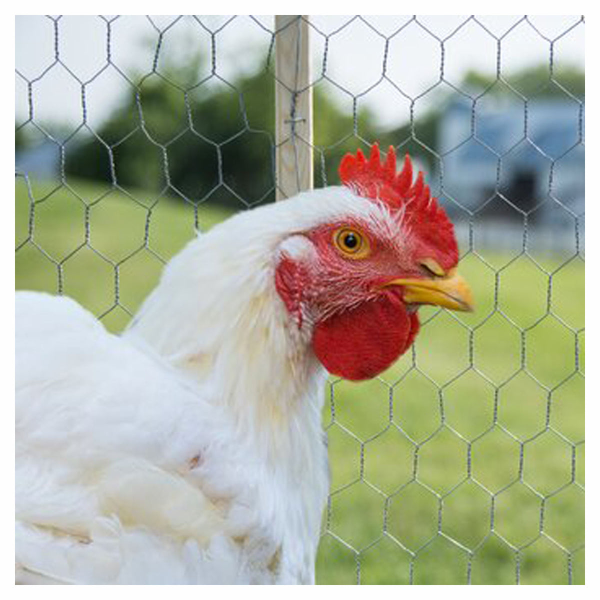 Grillage pour poulet, 22 ga, 1'' X 24" X 150'