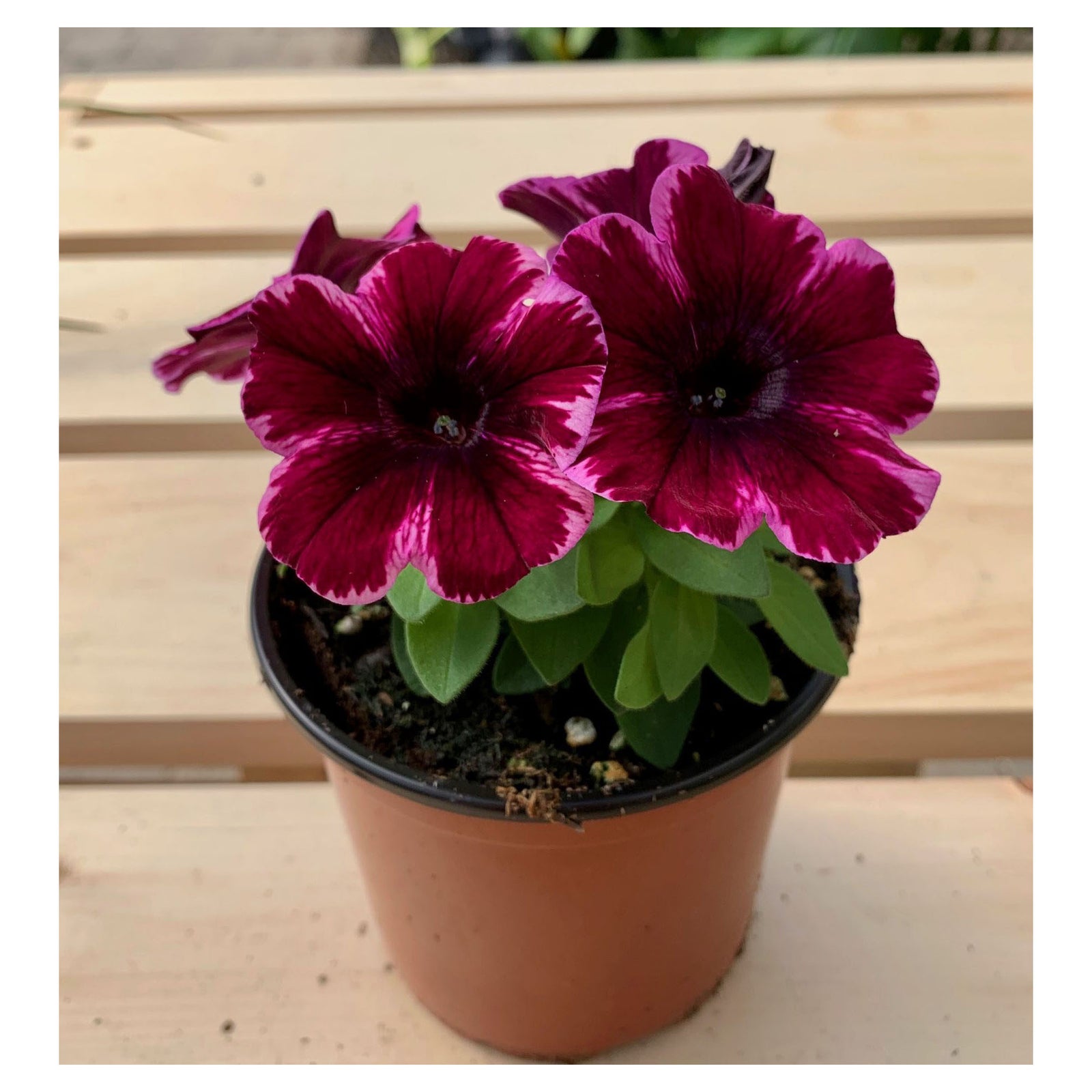 Fleurs en pot, 4,5"