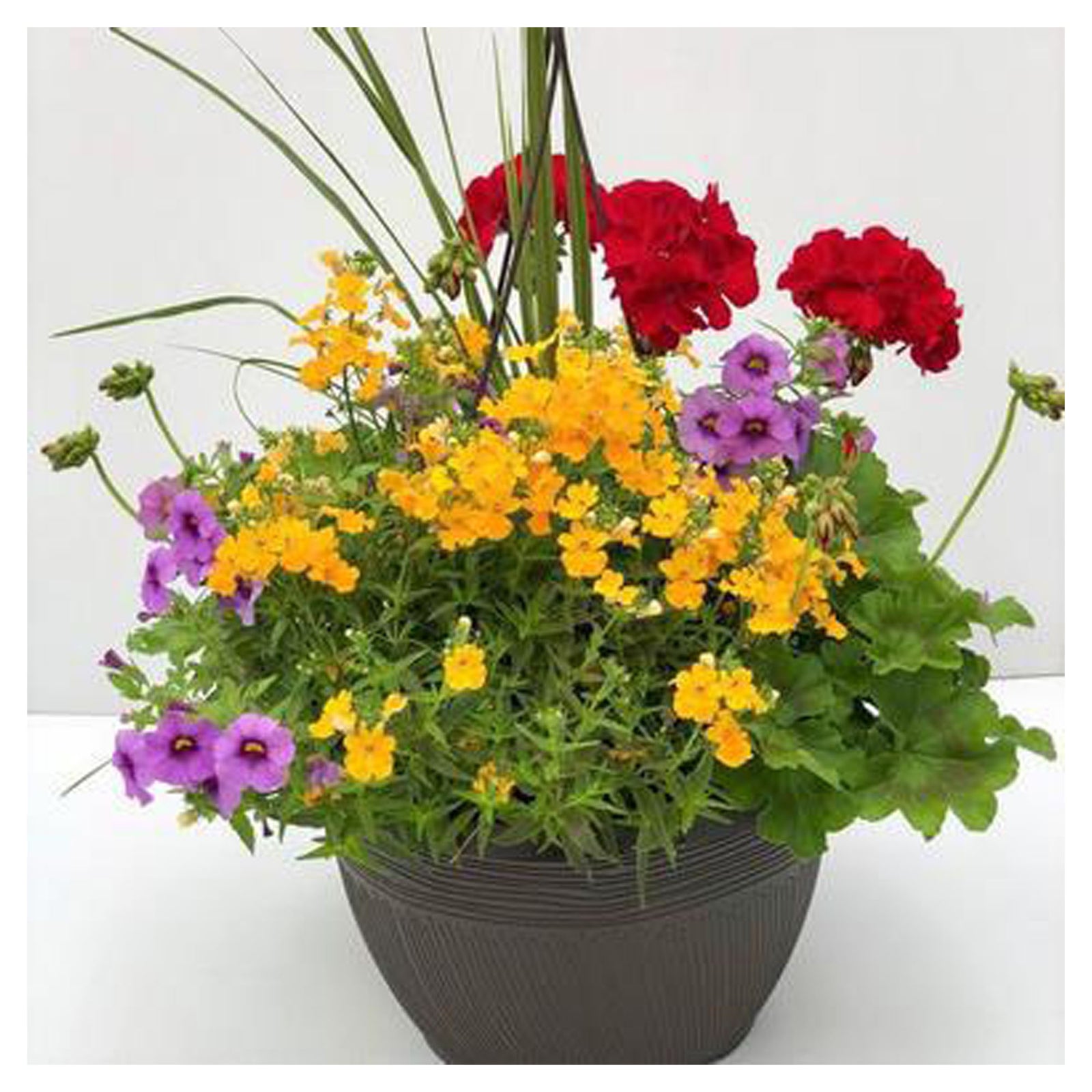 Jardinière économique, mixte, 10''