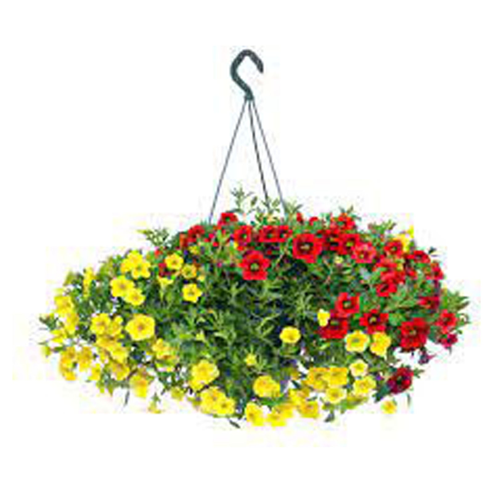Jardinière de fleur, mixte, 10''