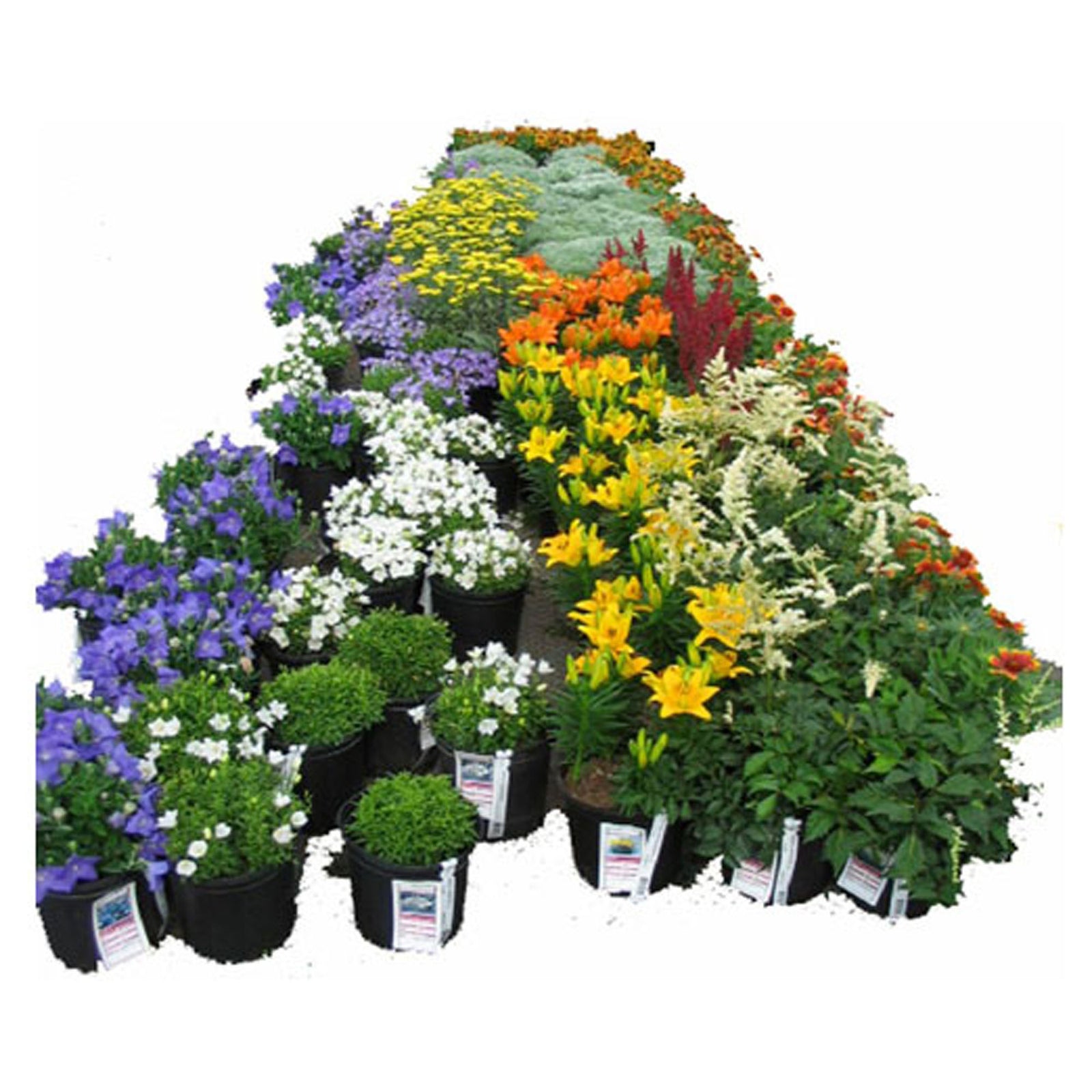 Fleur en pot de 1 gallons