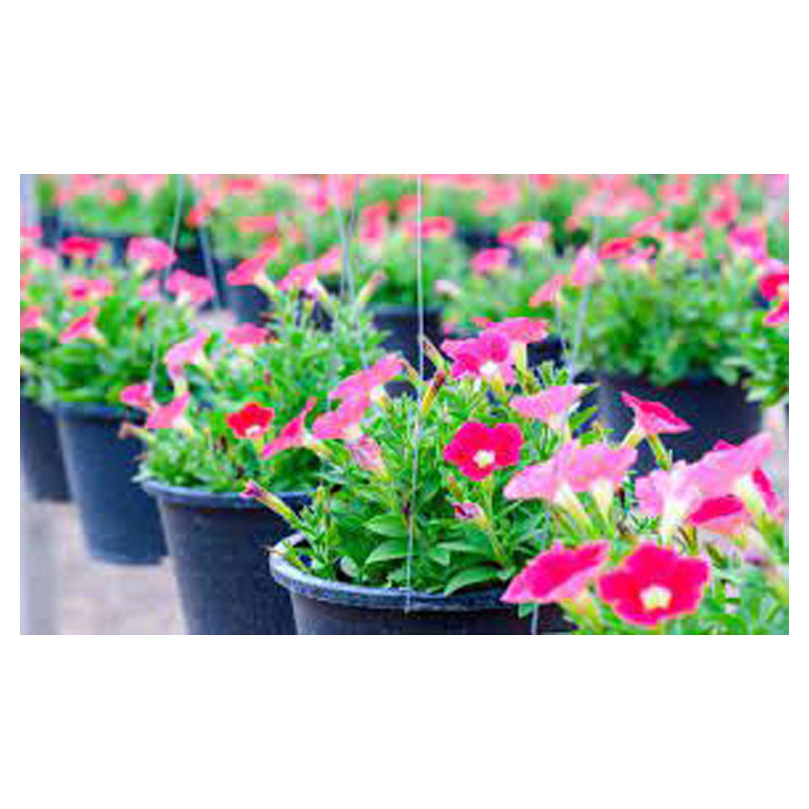Fleurs en pot, 5"