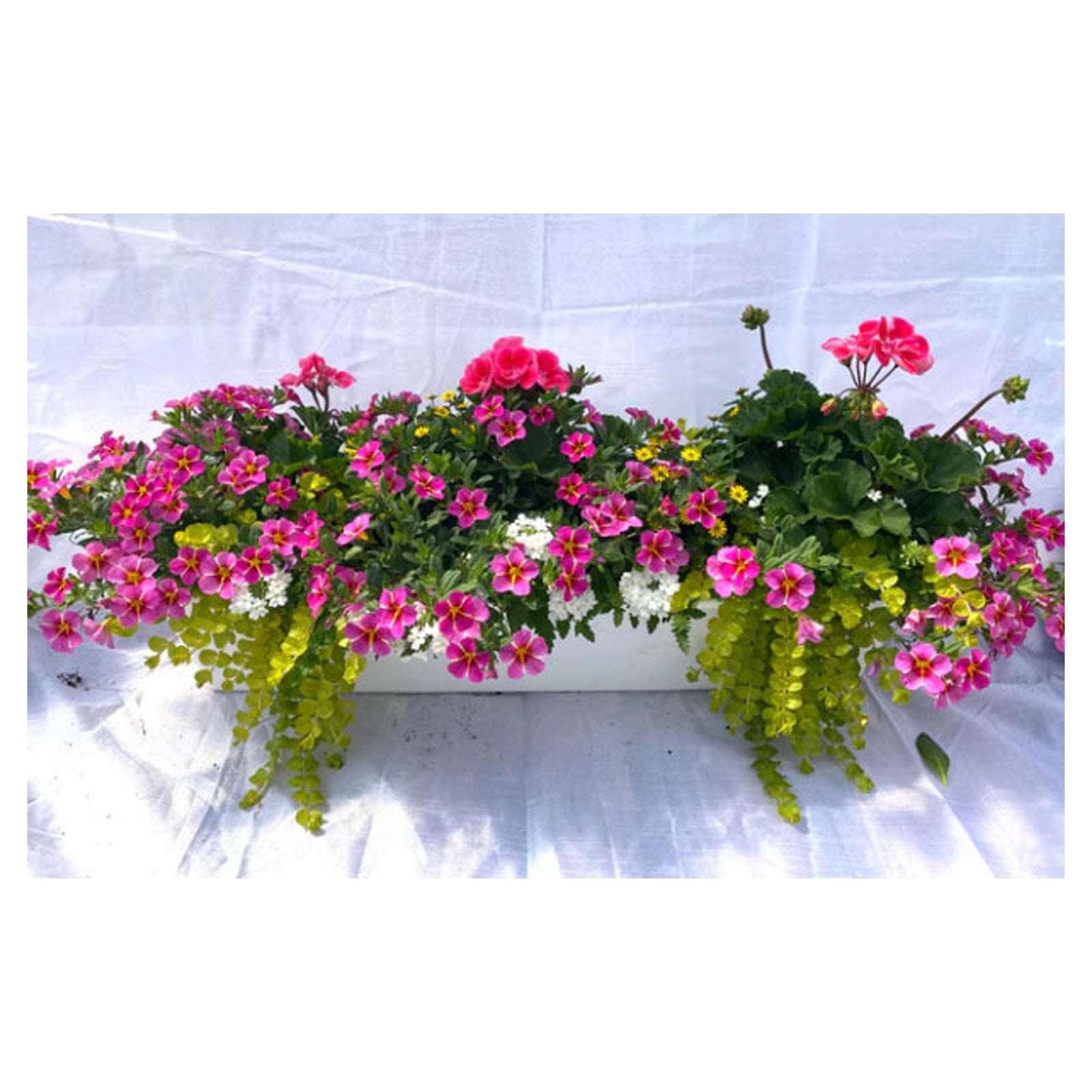 Fleurs en balconnière, grise et rouge, 19''