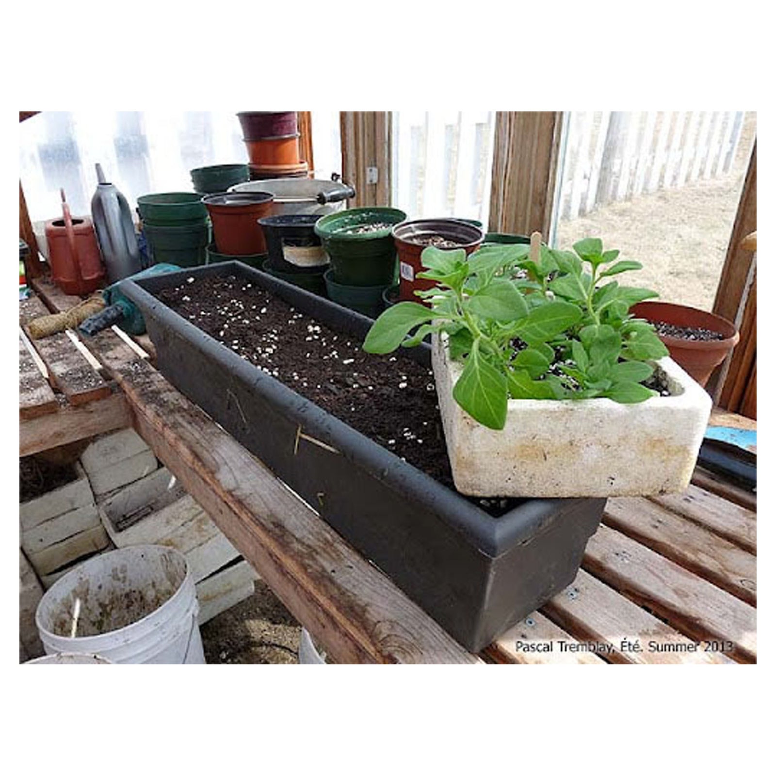 Plants en boite de fibre
