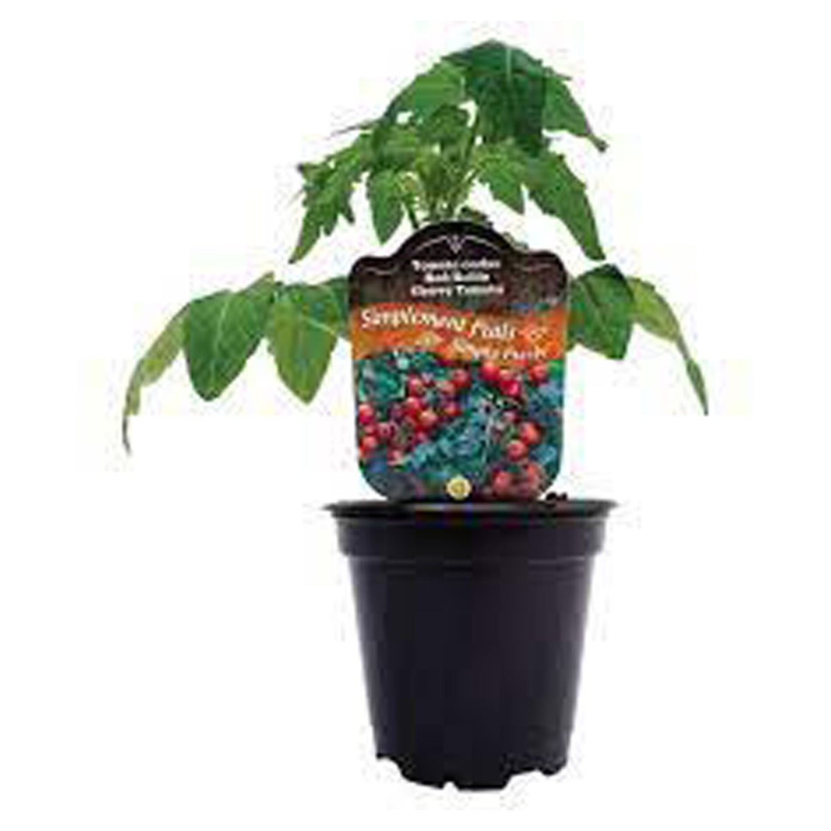 Légumes en pot, 4''