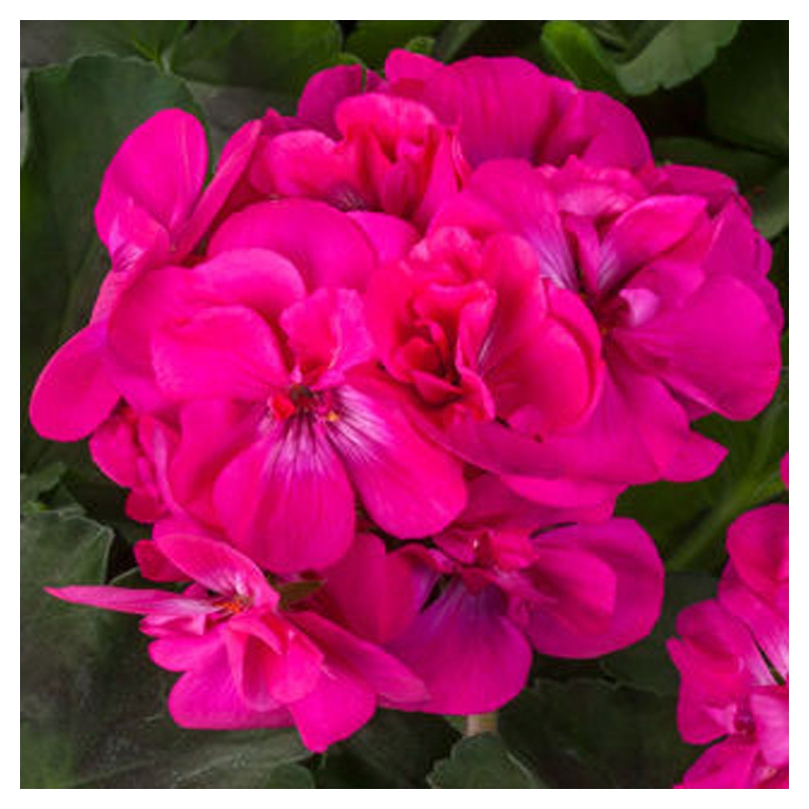 Géranium, 4,5''