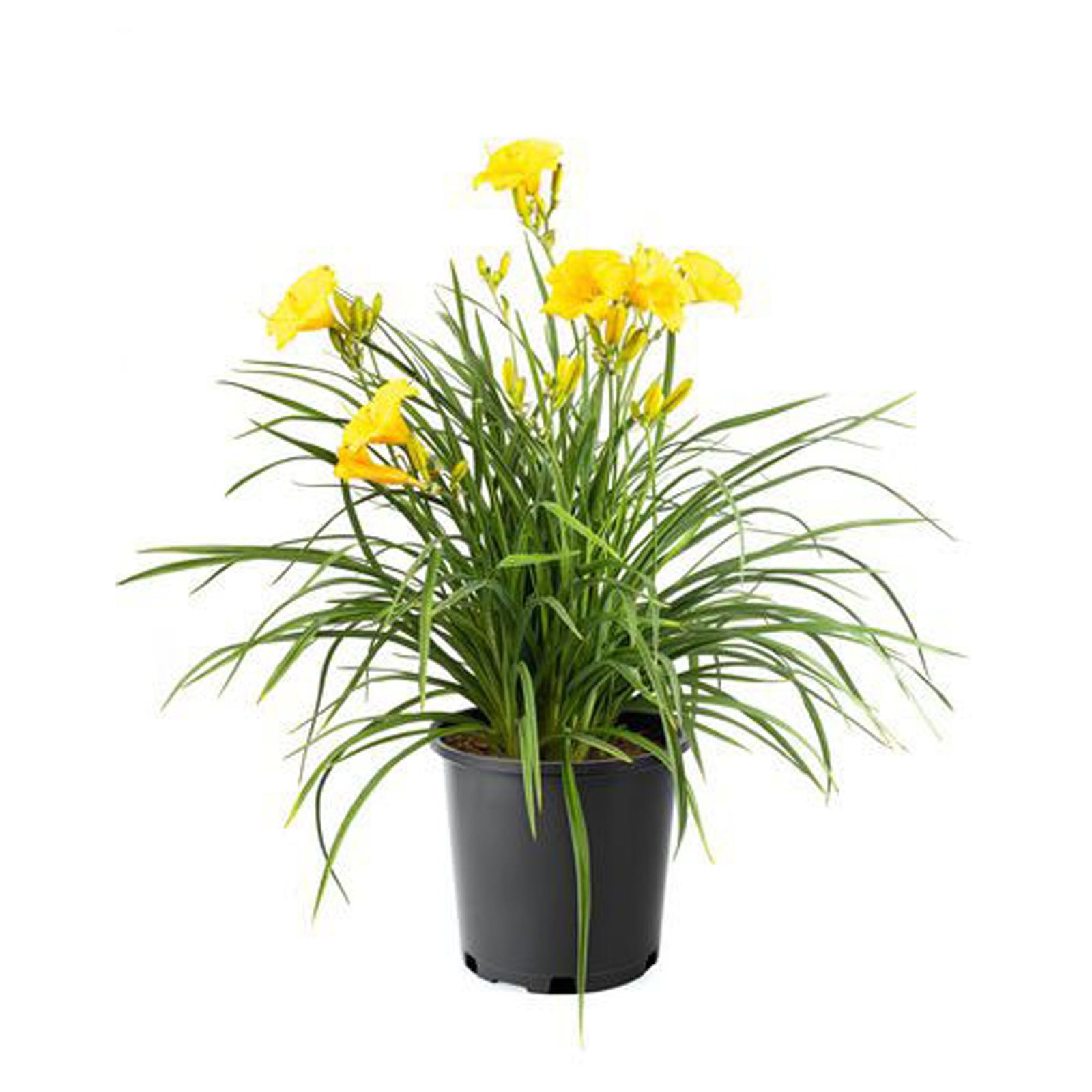 Fleur en pot de 2 gallons