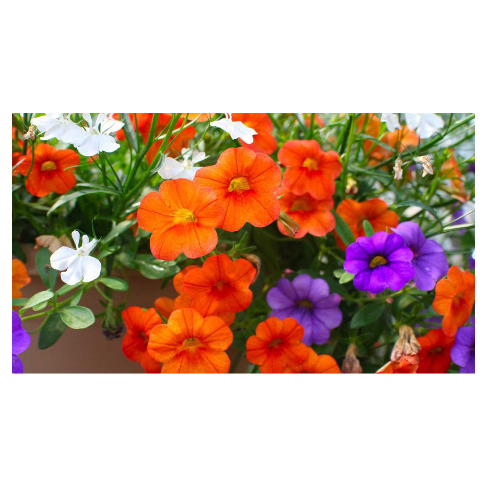 Fleurs en pot, TEO, 7''