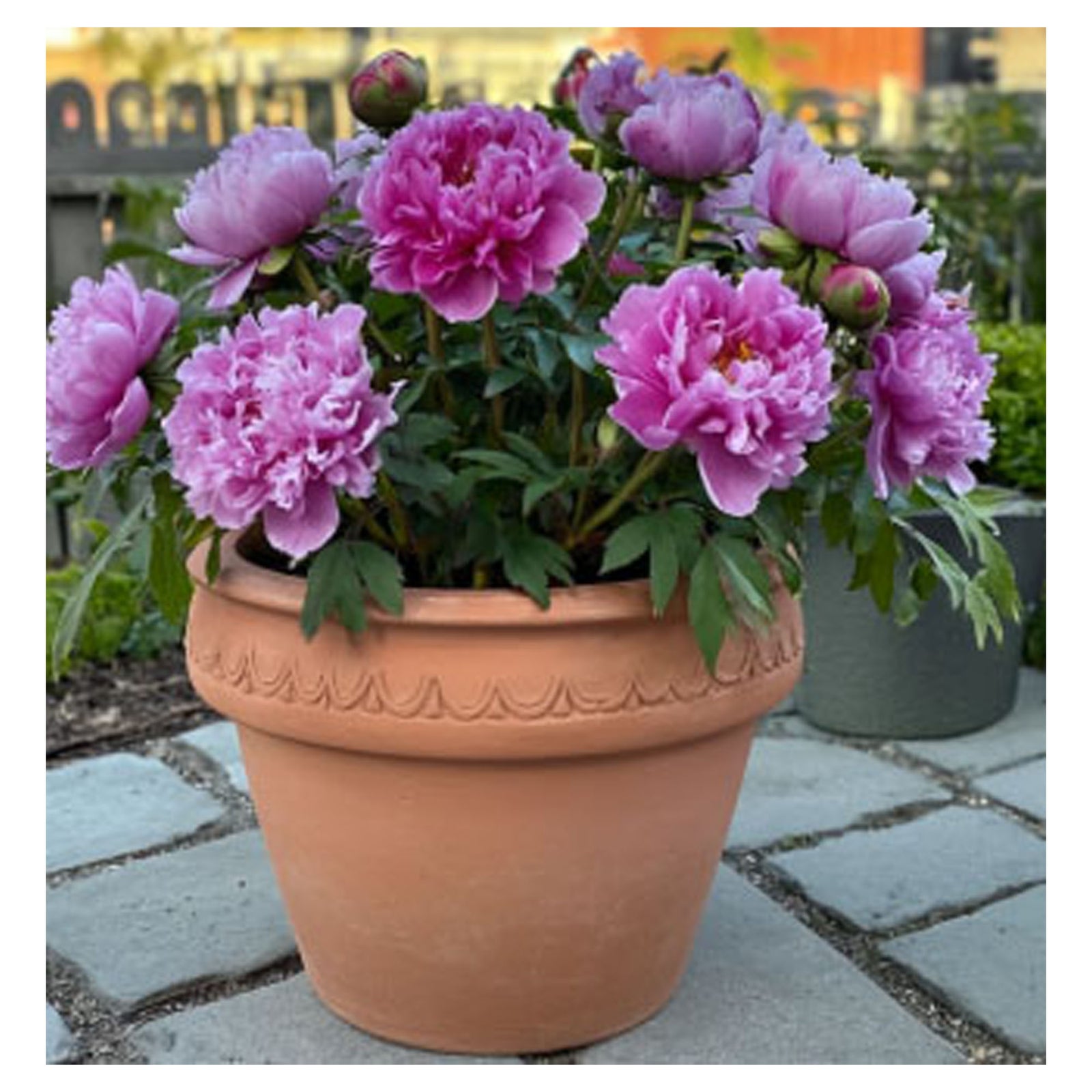 Pot à fleur,  TEO, pivoine, 7''