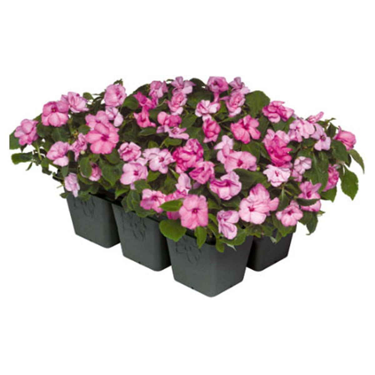 Fleur annuel en Sixpack (emballage de 6)