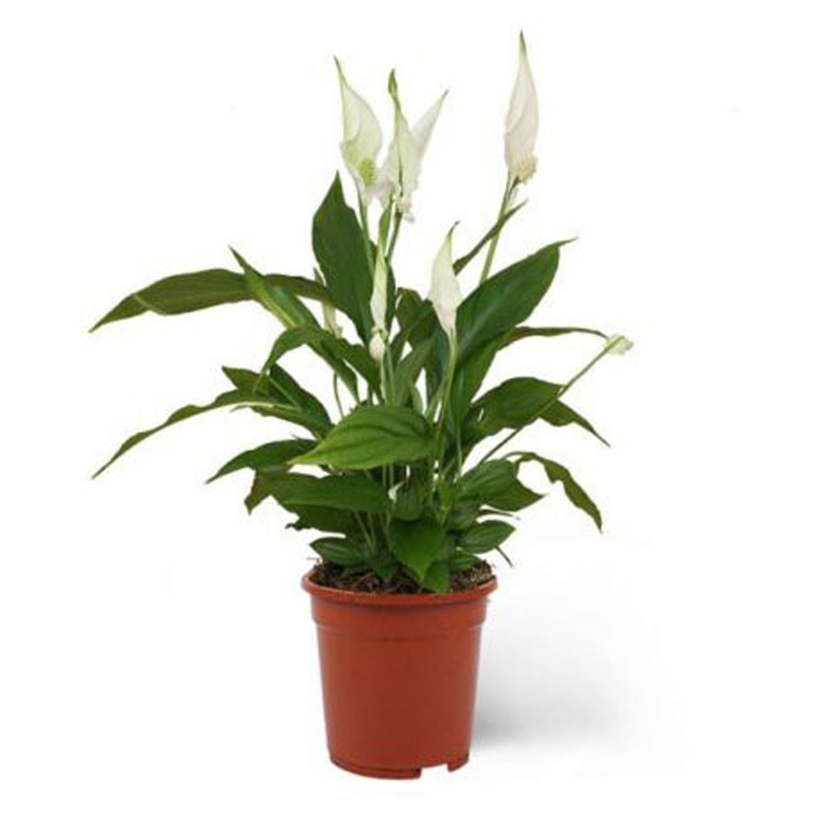 Fleurs en pot, 4-1/8"