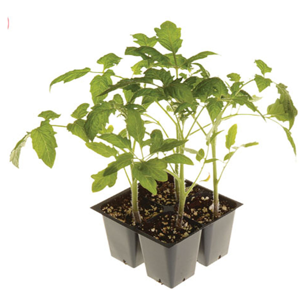 "LEGUMES ET FINES HERBES EN POT 2.5''"