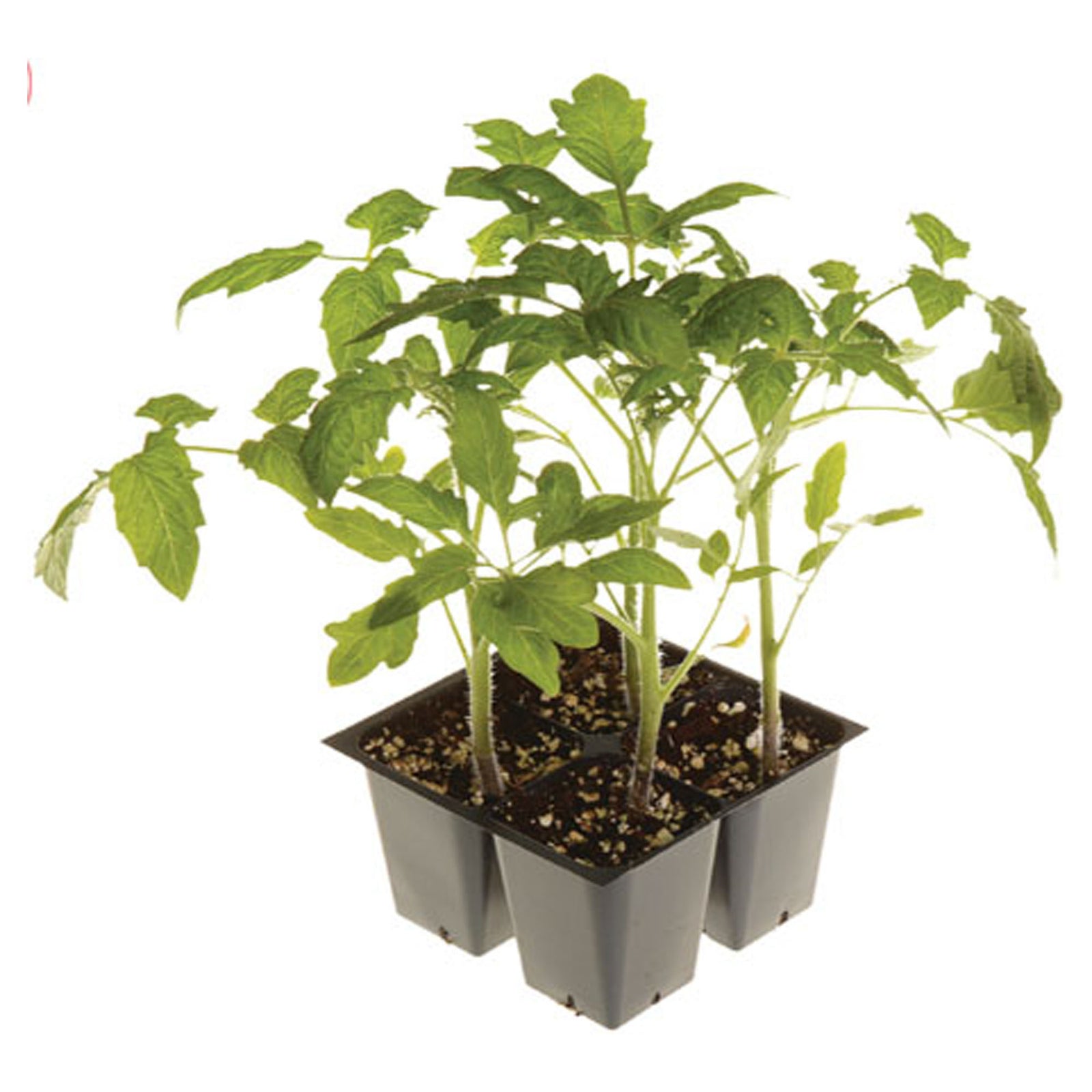 "LEGUMES ET FINES HERBES EN POT 2.5''"